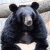 貴方のリプ欄によく出没する熊🐻(151体目)🌈🕒🎁❤️ (@151_mireniamu) Twitter profile photo 貴方のリプ欄によく出没する熊🐻(151体目)🌈🕒🎁❤️ (@151_mireniamu) Twitter profile photo