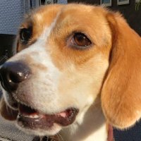 🐶いっぬ🐶 (@zack49164265) 's Twitter Profile