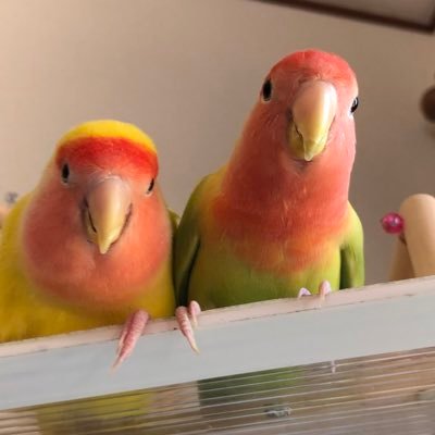 インコ好きサラリーマン 石ちゃんです。 コザクラインコのレモン🍋とミカン🍊でマッタリ生活中！ いいね のお返しが出来ないことが多々あります お許しください。😊🤝