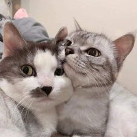 ❂ꌚꈵꁲꂖ❂🏳️🌈 (@veerapolvee2) 's Twitter Profile