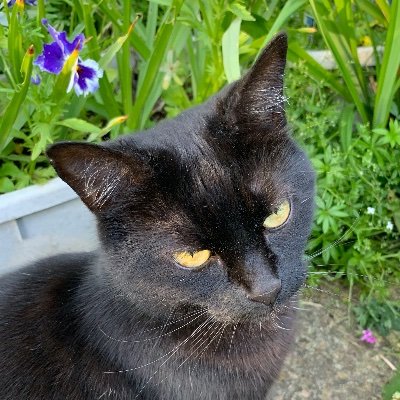 ValiantUmlaut's profile picture. Normally found talking/rambling/ranting about politics.