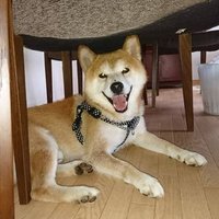 【6/28早朝無事に発見】迷子犬探してます【解決致しました!】 (@cjpc2dwvsylhgqx) 's Twitter Profile