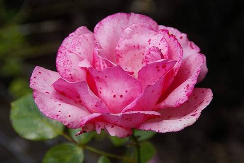 RoelindeMuis's profile picture. 