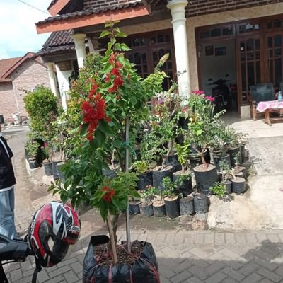 EmbatRadja's profile picture. jangan lupa bahagia