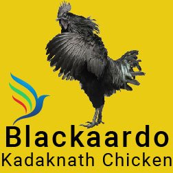 Fresh & Frozen Exclusive Kadaknath Chicken Shop in Vadodara Gujarat +91 79904 30337 Tandalja Vadodara