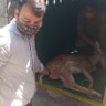 SanjayRaza's profile picture. Veterinarian,  Proud Odia 🇮🇳  Bombay Vet. College (UG) & Odisha Vet. College (PG- Vet. Pharmacology and Toxicology) Alumnus.