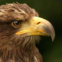 EagleDearDQ(@Cheeky30269285) 's Twitter Profile Photo