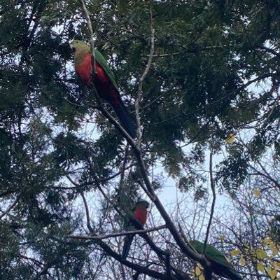 amram_williams's profile picture. Senior Account Manager at QIAGEN.