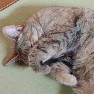NIce COnnect Online Zwifters所属
ニコニコしてオズオズする(魔除け天安門事件)