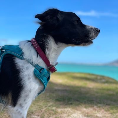 Baby sister of Angel Duke, Ambassadog of Aloha. 🌈  I love cuddles, walks and living in Hawaii. 🌋🤙🏽