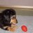 rockykotzen's profile image