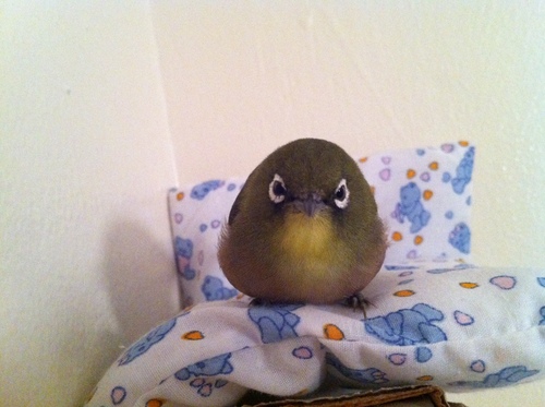 incurablepicure's profile picture. Asian marketing & PR specialist w/ food column in Lighthouse, and blogs on Vogue Japan online and Hawaii Tourism Japan's blogsite.