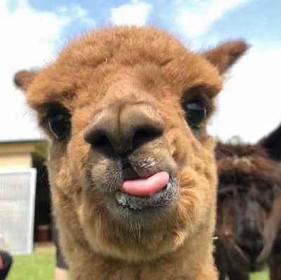 Las alpacas dominaremos Chile. Les pasará por weones, no quisieron comprarnos anticuerpos... 
Variante Delta, te paseo...
#SiempreAlpacaNuncaPaca