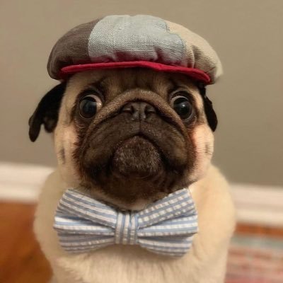 Just me, a latino pug 🐶 and citizen of the World. My RT's, mean not endorsement.