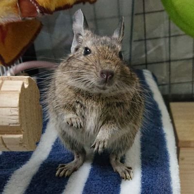 drippy0gizmo's profile picture. YouTubeにデグーのギズモや我が家のチビ達、ゲーム実況やプレイ動画をあげてます。(今後はバイクやサバゲーが増えるかも)
チャンネル名『ドリーピーChannel』

※意味不明なDM、関係ないDM等を送って来る方がたまにいますが、(意味不なフォローも含む)そういう方は即ブロックさせて頂きます。ご了承下さい。