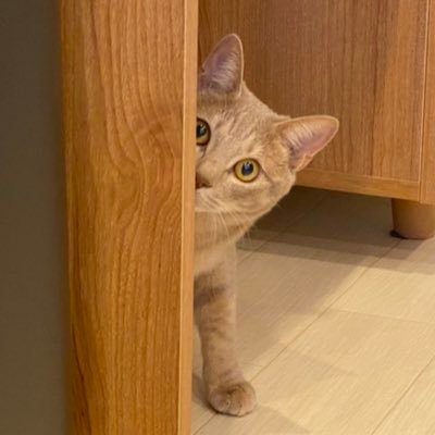 つむぎ。元保護猫の子猫。2020年6月生まれ(推定) 2021.01.10 正式譲渡となりました！　【instagram】https://t.co/J0FqNhpWCN 【YouTube】「猫のつむぎ」 チャンネルはこちら↓から🐈