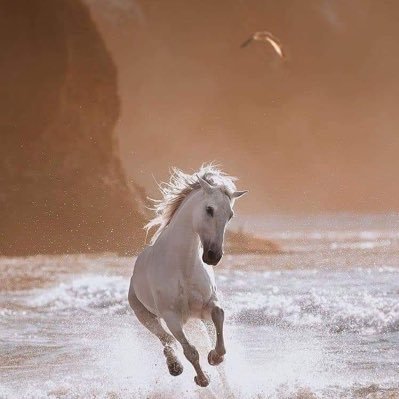 VFznGGACbXxWZro's profile picture. الباشا وبس