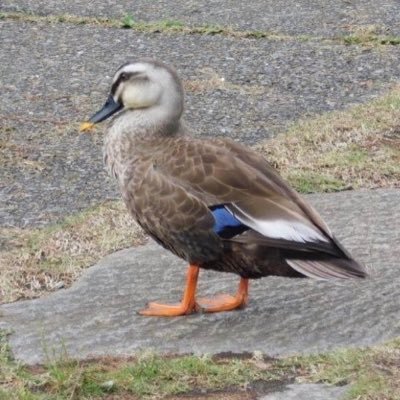 taro_no_aka's profile picture. 杏林大学医学部医学科 高卒済20↑夢が好き