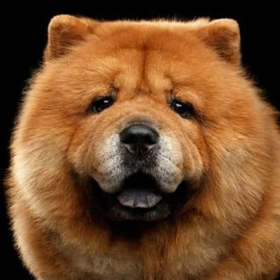 rock_kids_ok's profile picture. ライブがすきです