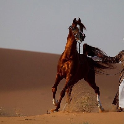 snaalparrg's profile picture. أسين يآقلبي من الهم والشين ،،، وسلآم يآحظٍ مع الوقت مـآطـآب