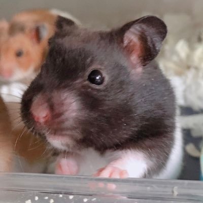 yamizawa1221's profile picture. 百合レズLove♡ 男嫌い来ないで。 メンヘラ歴15年 気がつけば20代終る 人生積みまくりLGBT乁・ω・厂 鬱 人格障害(DID)パニック障害 愛着障害 自傷行為 全般性不安障害 潔癖症 強迫観念 自閉スペクトラム症(ASD)