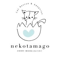 非営利型 一般社団法人 ねこたまご (@nekotamago_) 's Twitter Profile