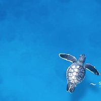 blue445 (@blue4454) 's Twitter Profile