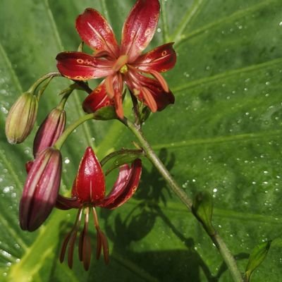 Nuevos proyectos desde nuestro jardin