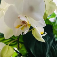 Ashra Khanom (@akhanom4) 's Twitter Profile
