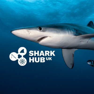 Shark Hub UK