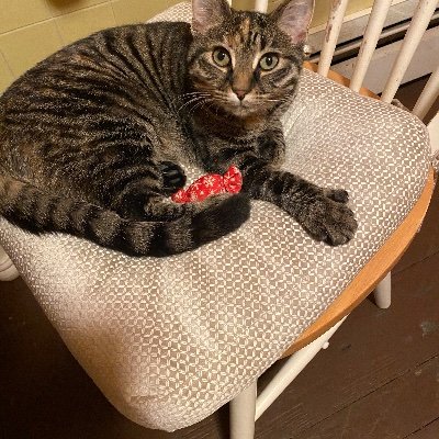 ChantalDelionco's profile picture. I love animals, baseball, movies, books, working out, the beach, traveling, and my husband. No politics.I won’t send $ or gift cards. No schemes or MLMs!