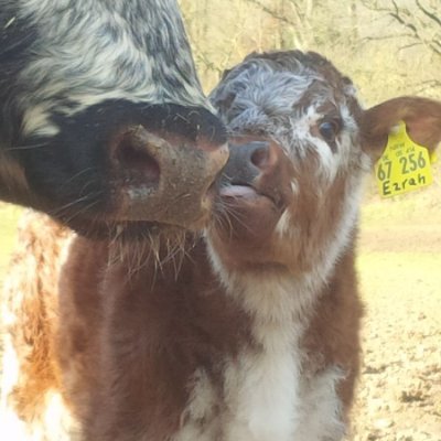 SabineZentis's profile picture. Breeder of English Longhorn Cattle... arguing over civil liberties is a strategy to avoid arguing over evidence