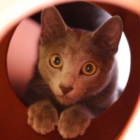 JoJoRR (@jojo954rr_gin) 's Twitter Profile