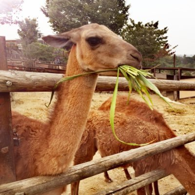 mogu2tmg's profile picture. 成人済20↑。オタク垢。左右固定/神之塔のクン夜尊い/えふごのアマサリ、へライア、コン陛下/うたわれハク殿、ライコウ様/お空のルシフェル様、アグロヴァル兄上、カシウス/などが好き。