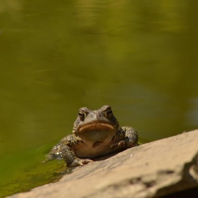 photographing, appreciating, and occasionally shitposting about the local wildlife. main account is @ergodicneutral.