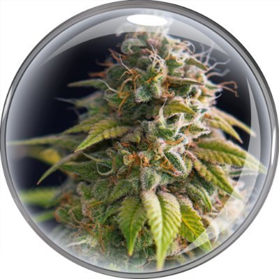 @CannabisFokus