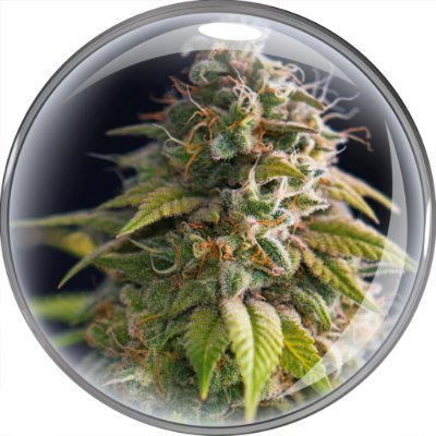 CannabisFokus Profile Picture