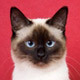 HappyThaiCat's profile picture. Thai cat, seal-point, junior, live in Russia, nice girl. 
Cat, Old style siamese cat, Siam katzen, Siam, Traditional siamese cat.