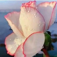 غدير عدنان 🌹🇾🇪🕊 (@ghadeeradnan55) 's Twitter Profile