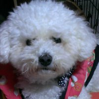 ぽぽ (@popo3ma3) Twitter profile photo