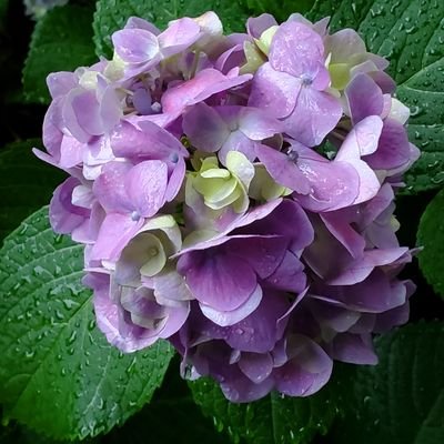 hyogolove5's profile picture. 世の中の理不尽に疑問。 きれいなものが好きです。 よろしくお願いします。不躾な人、ご自身の考えを押し付ける人、偏った考え方の人、リアルワールドでの憂さをＸワールドで晴らそうとしている人、精神安定上即時ブロック。「いいね」は賛同ときどき既読の印😊フォロバはしたりしなかったり🤫個別DMは返答しません😔ごめんなさい🙏