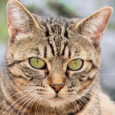 Взаимно подпишусь. Политика, программирование, Linux, блокчейны. Русский/English/Español. Senior Software Engineer.