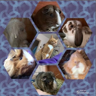 I am a kitty picked up at the shelter. I live with 5 piggies and 2 bunnies. We all tell a story. 01 June 2013 Staff: @pichu415