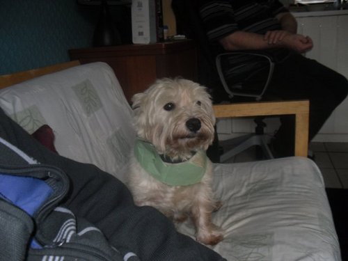 8, Westie, Birdwatcher and Security Guard at the Price Residence.