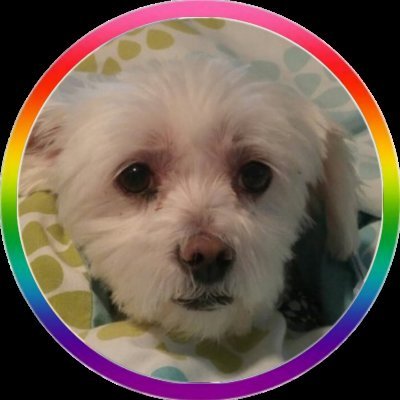 BoldRudy's profile picture. RIP Chuck Todd's Bangs.  We hardly knew ye.