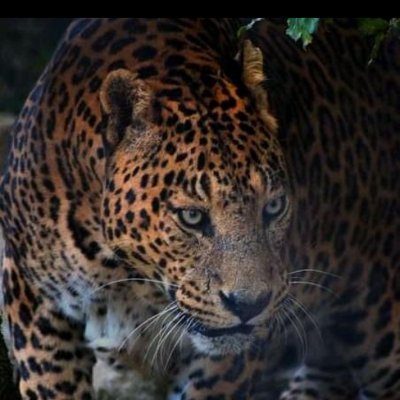 Tshepis76359273's profile picture. Ouk