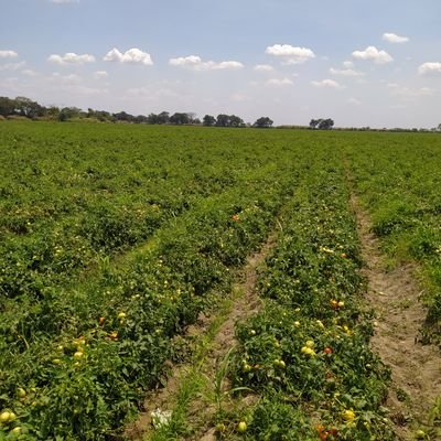 ING Agrónomo y Agricultor entre S Carlos y La Victoria Aragua.
La virtud está en el centro