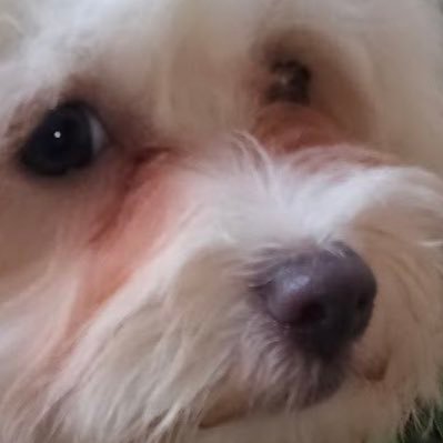 mezziies's profile picture. (*´꒳`*)