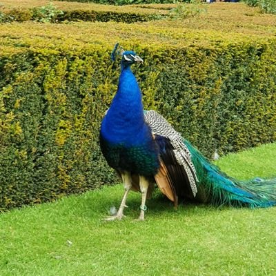 Jaffacake_15's profile picture.