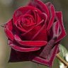 adabvakti's profile picture. ~ İnsanlığın şerefi aklıyla, asaleti diniyle; şahsiyeti ahlakıyla görülür.✍️

🌹Asıl Hesabım 👉@elif_hktn 

@1_elif_misali 🌹
